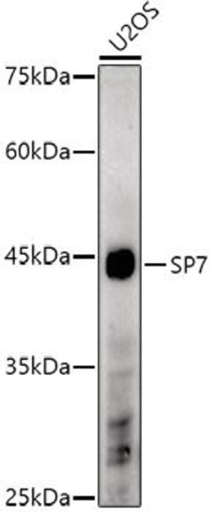 Anti-Sp7 / Osterix Antibody, 100 µl - Luminix Health
