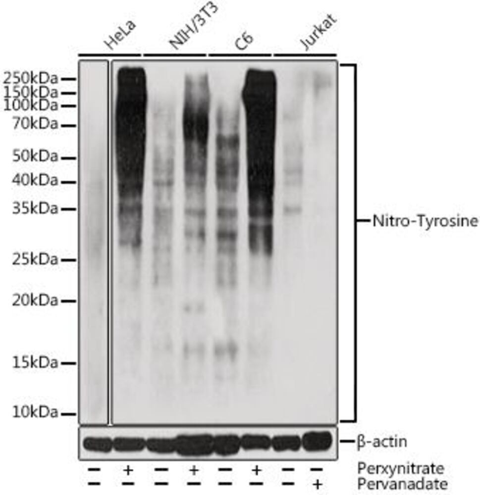 Anti-nitro Tyrosine Antibody, 100 µl - Luminix Health