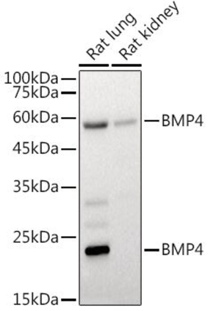 Anti-BMP4 Antibody, 100 µl - Luminix Health