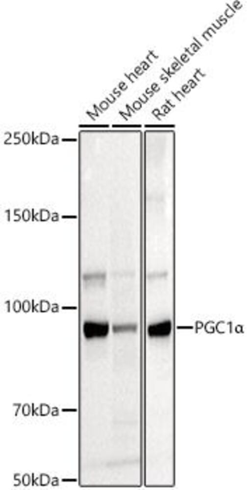 Anti-PGC1 alpha Antibody - Luminix Health