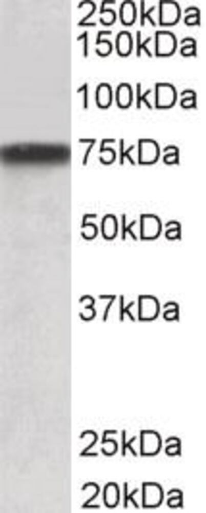 Anti-Progranulin Antibody, 100 µg - Luminix Health