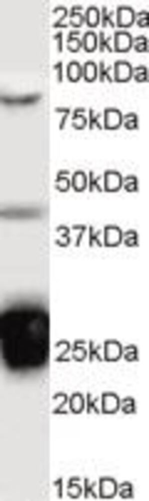 Anti-TIA1 Antibody, 100 µg - Luminix Health