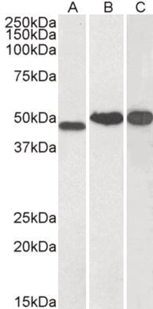 Anti-NDRG1 Antibody, 100 µg - Luminix Health