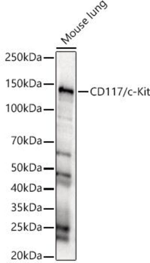 Anti-c-Kit Antibody, 100 µl - Luminix Health