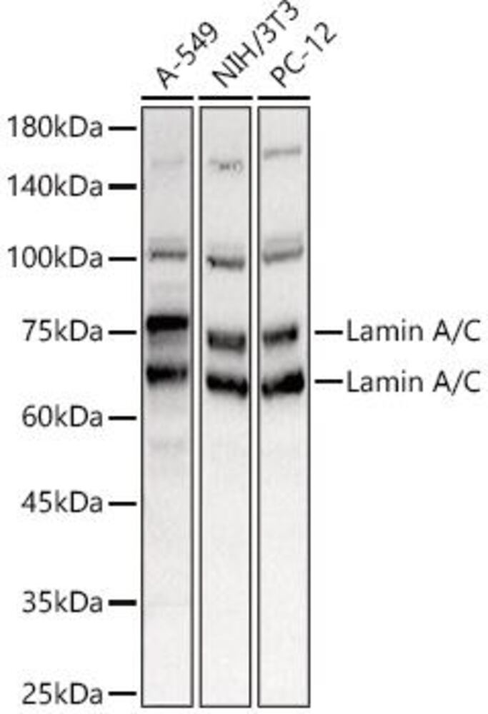 Anti-Lamin A Antibody, Density (D) 1 g/cm³, Storage temp. +4 °C - Luminix Health