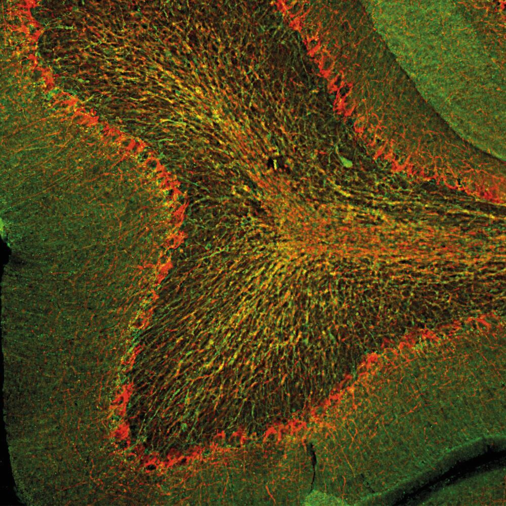 Anti-CNPase Antibody, 50 µl - Luminix Health