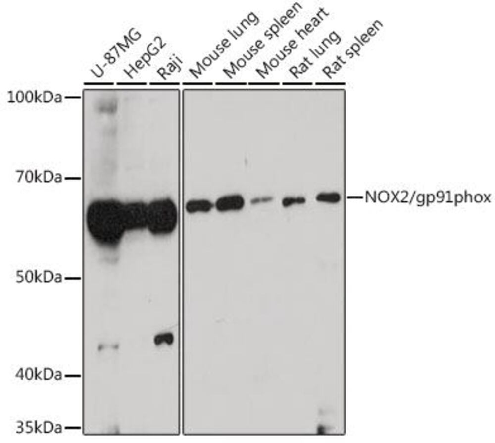 Anti-NOX2 / gp91phox Antibody, 100 µl - Luminix Health