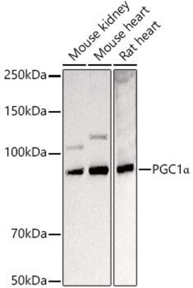 Anti-PGC1 alpha Antibody - Luminix Health