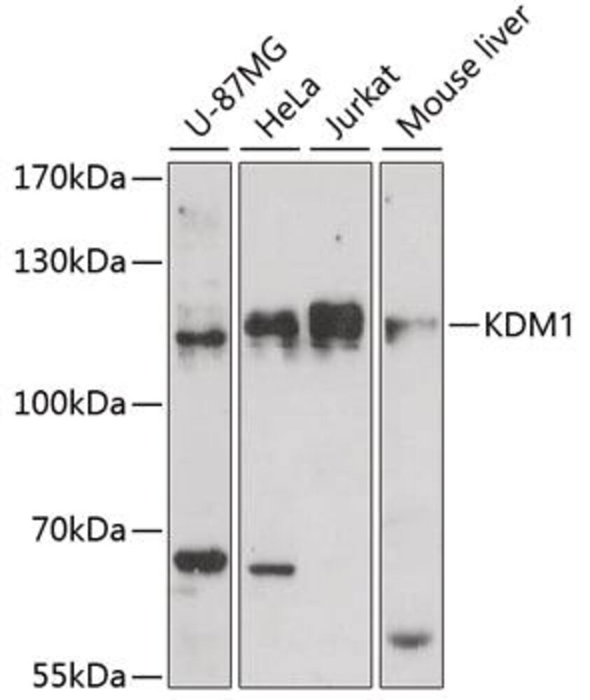 Anti-KDM1 / LSD1 Antibody, 100 µl - Luminix Health
