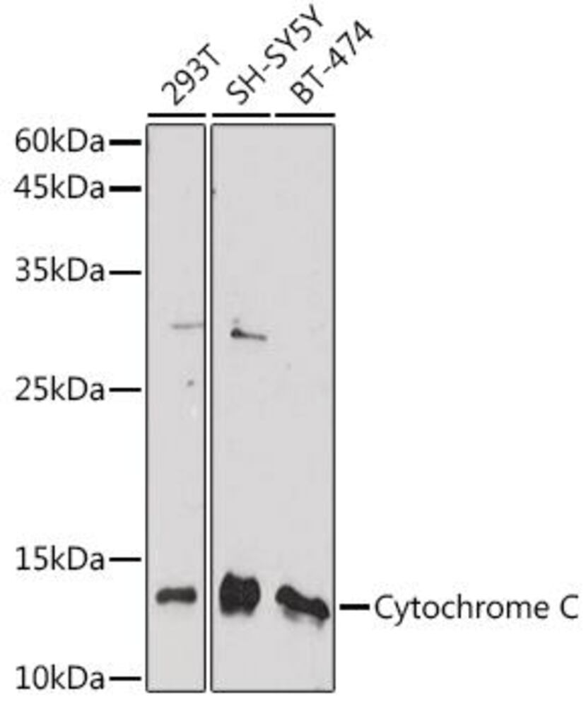 Anti-Cytochrome C Antibody, 100 µl - Luminix Health