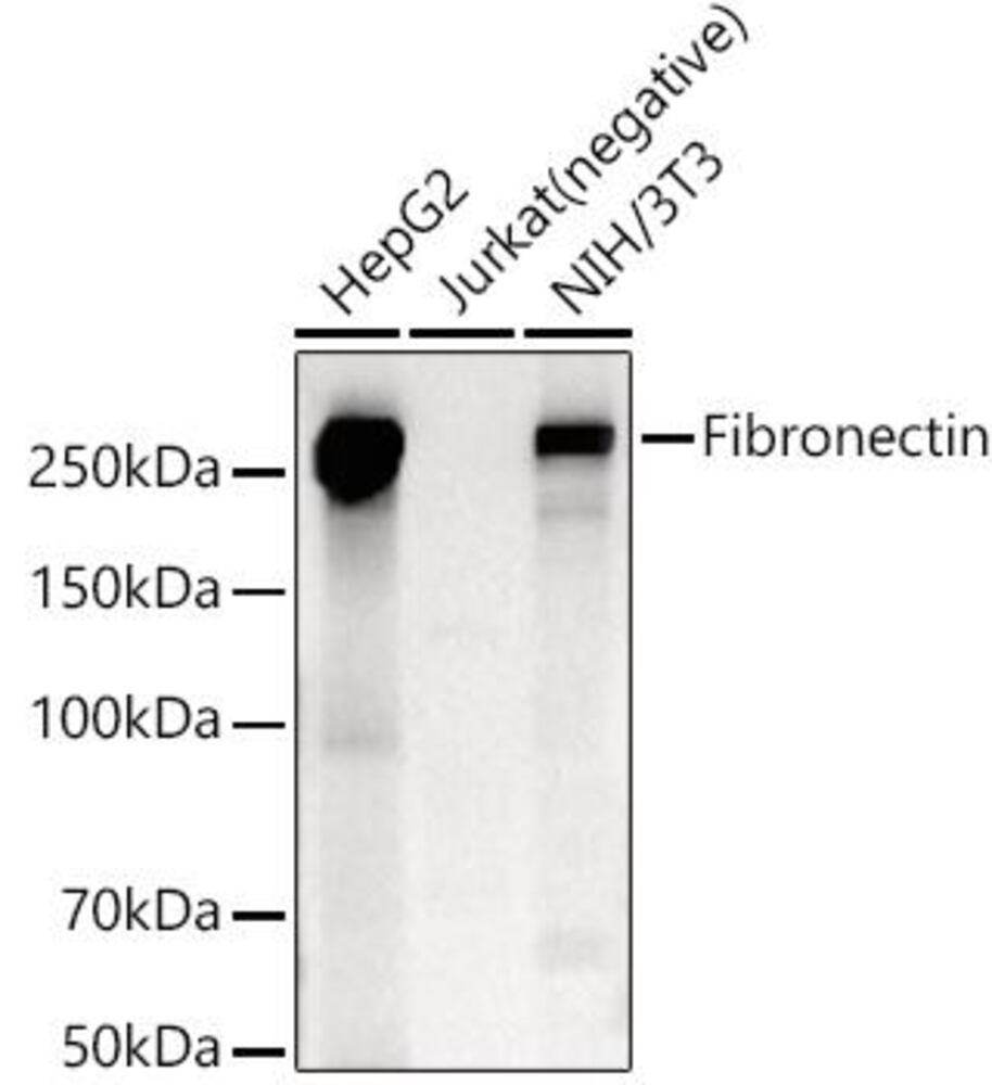 Anti-Fibronectin Antibody, Density (D) 1 g/cm³, Storage temp. +4 °C - Luminix Health