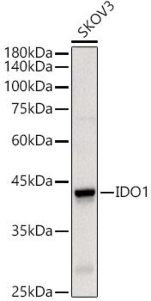 Anti-Indoleamine 2, 3-dioxygenase Antib, 100 µl - Luminix Health