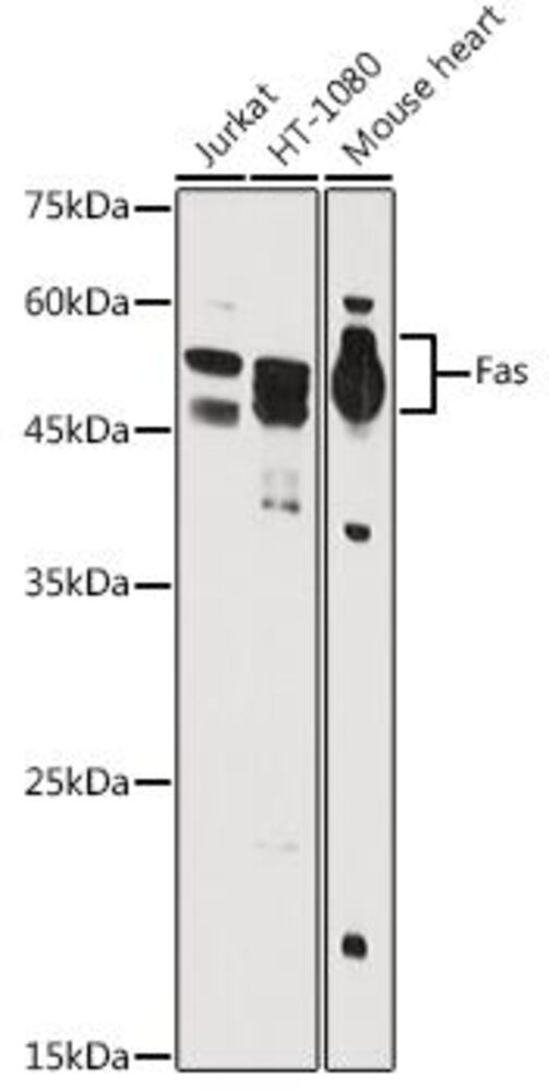 Anti-Fas Antibody, 100 µl - Luminix Health