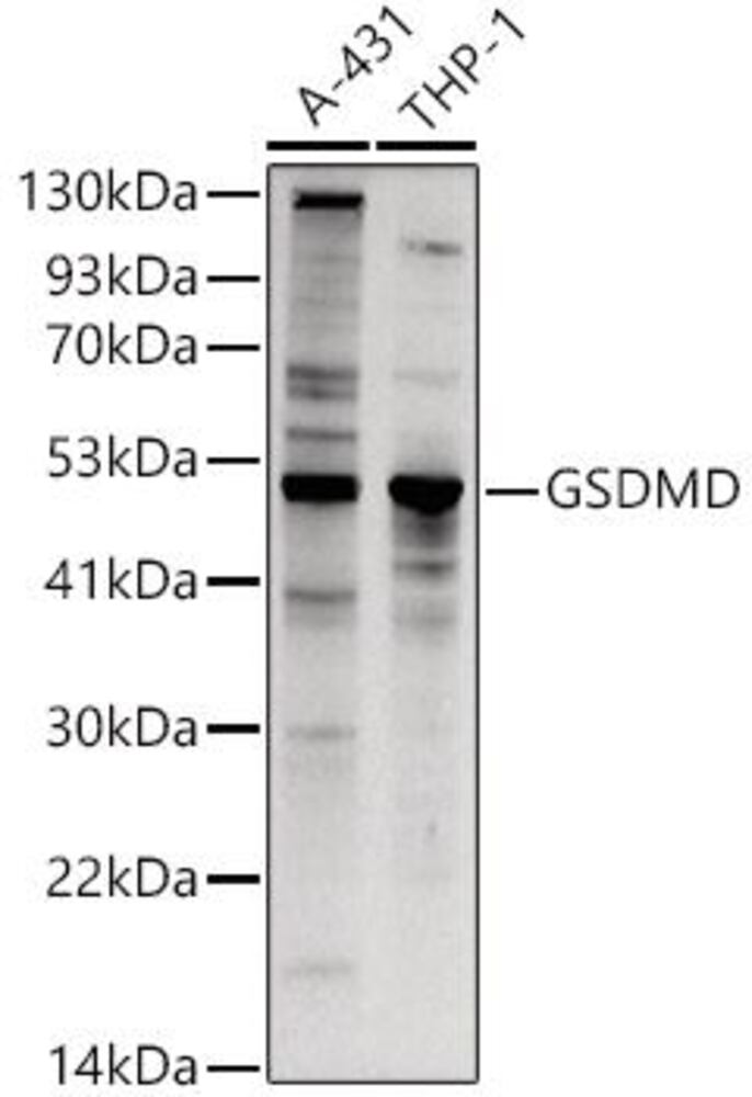A-GSDMD (Full-length and C-term) Antib, 100 µl - Luminix Health