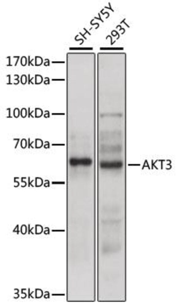 Anti-AKT3 Antibody, 100 µl - Luminix Health
