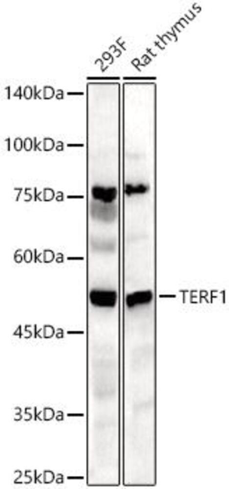 Anti-TRF1 Antibody, 100 µl - Luminix Health