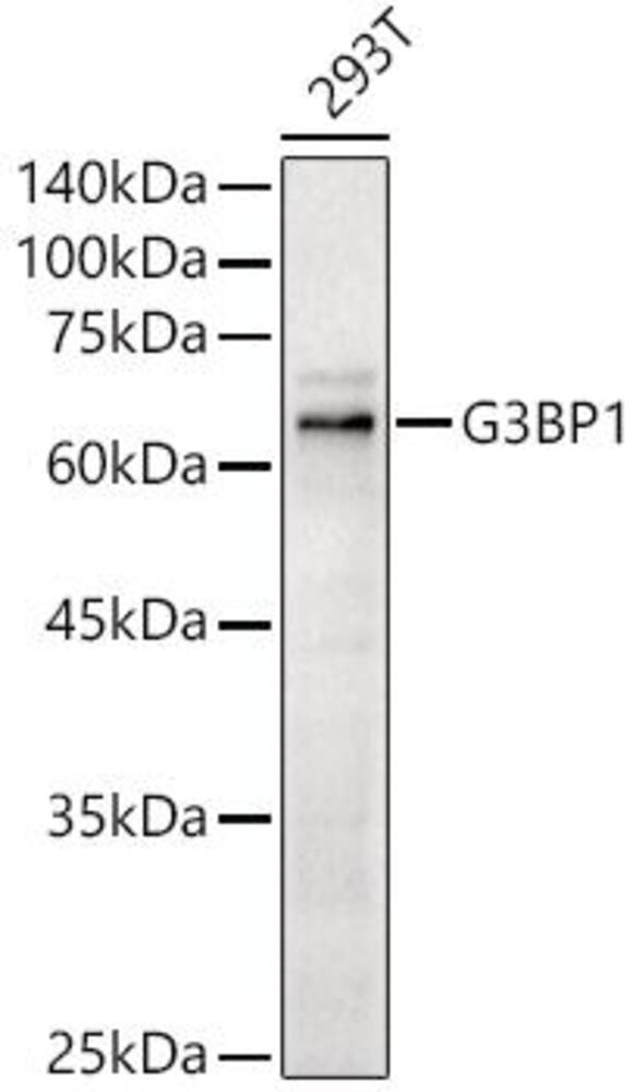 Anti-G3BP Antibody, 100 µl - Luminix Health