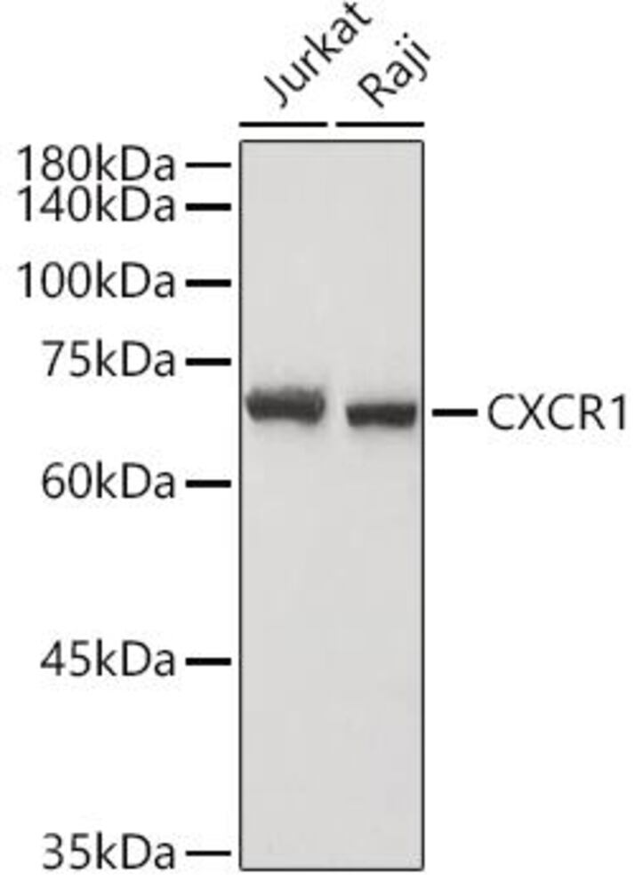 Anti-CXCR1 Antibody, 100 µl - Luminix Health