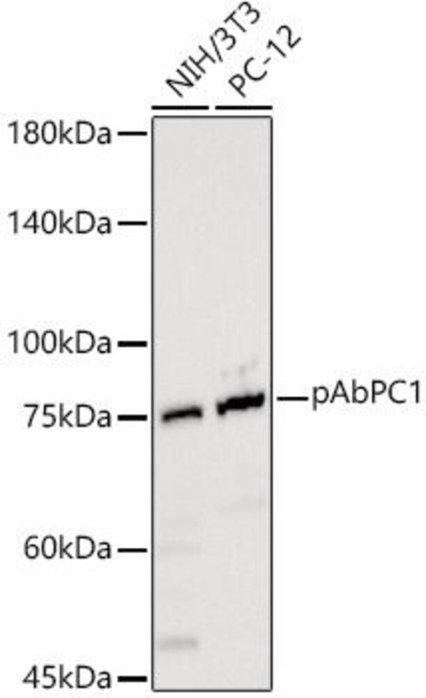 Anti-PABP Antibody, 100 µl - Luminix Health