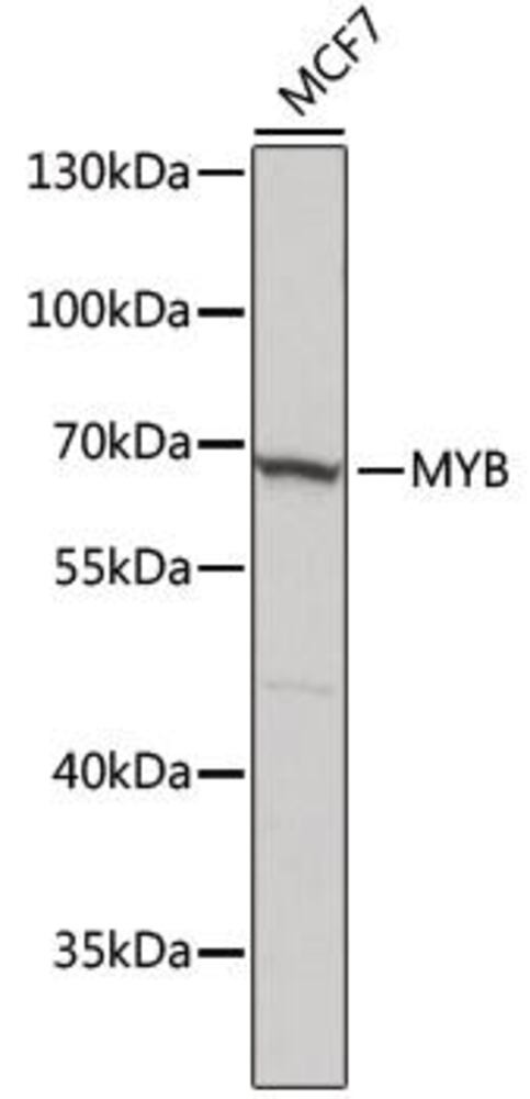 Anti-c-Myb Antibody, 100 µl - Luminix Health