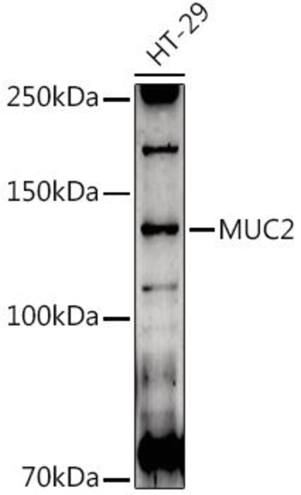 Anti-MUC2 Antibody, 100 µl - Luminix Health