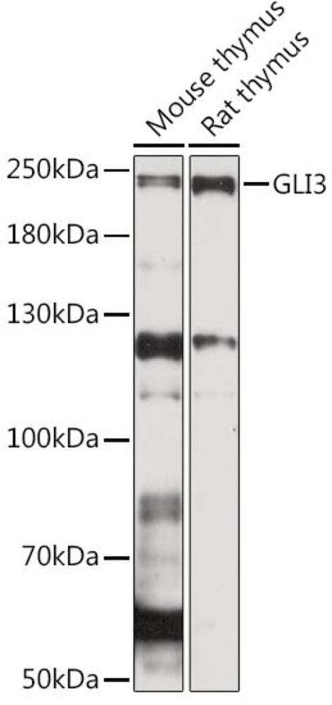 Anti-Gli3 Antibody, 100 µl - Luminix Health