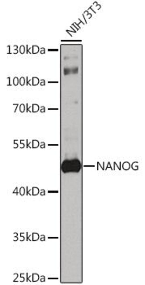 Anti-Nanog Antibody, 100 µl - Luminix Health