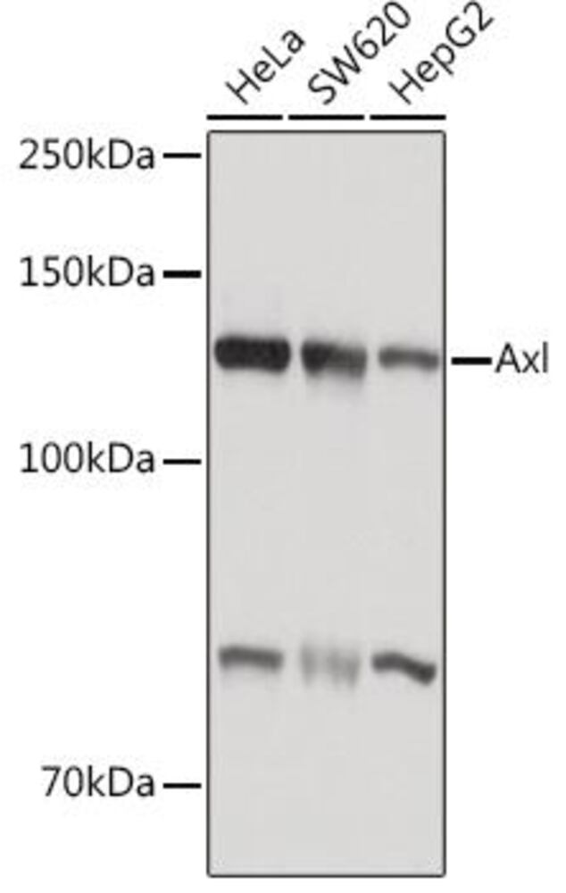 Anti-Axl Antibody, 100 µl - Luminix Health