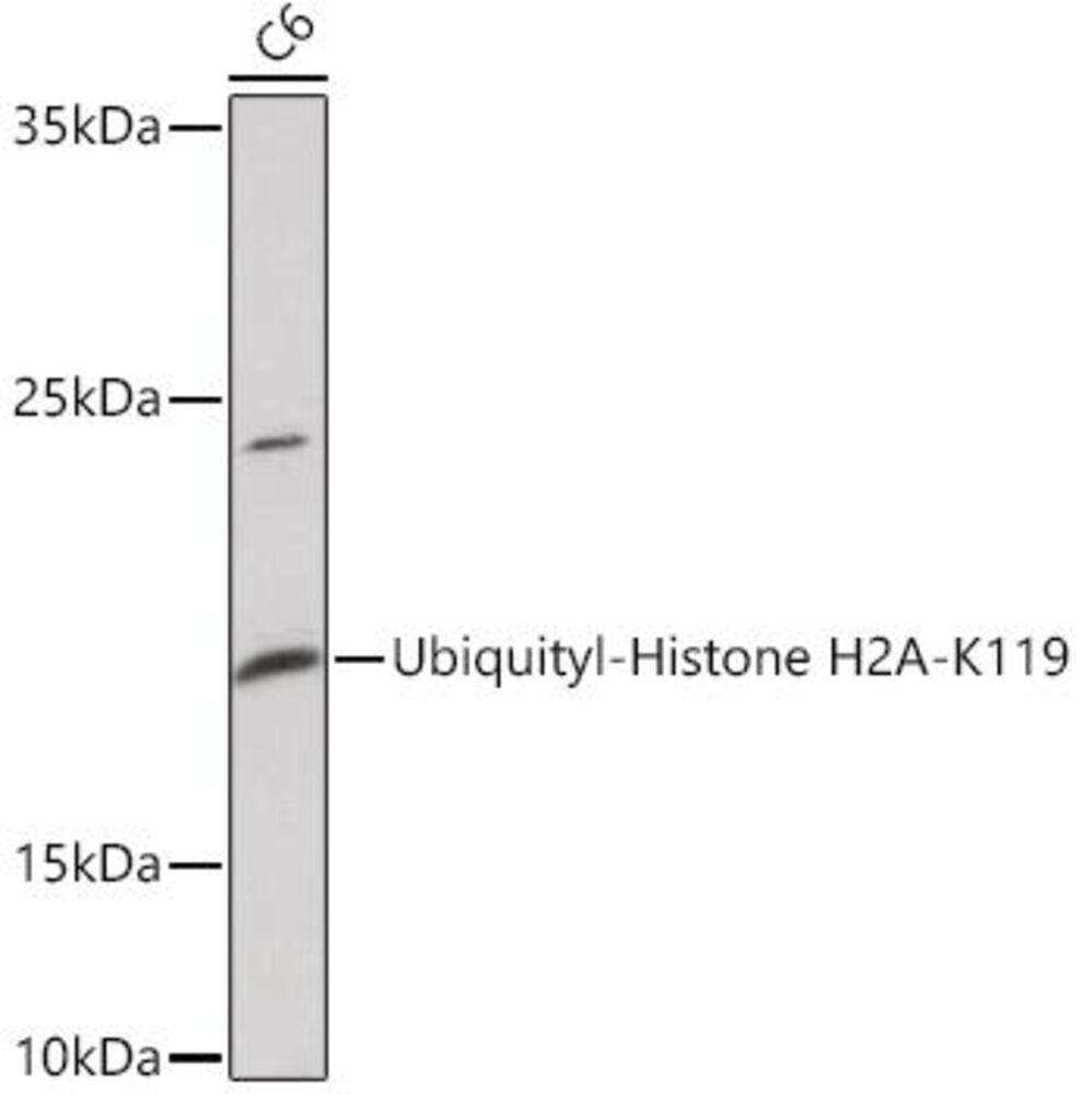 Anti-Histone H2A Antibody, 100 µl - Luminix Health