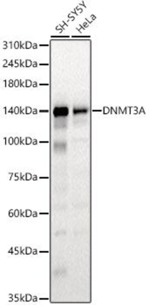Anti-Dnmt3a Antibody, 100 µl - Luminix Health