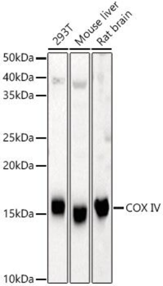 Anti-COX IV Antibody, 100 µl - Luminix Health