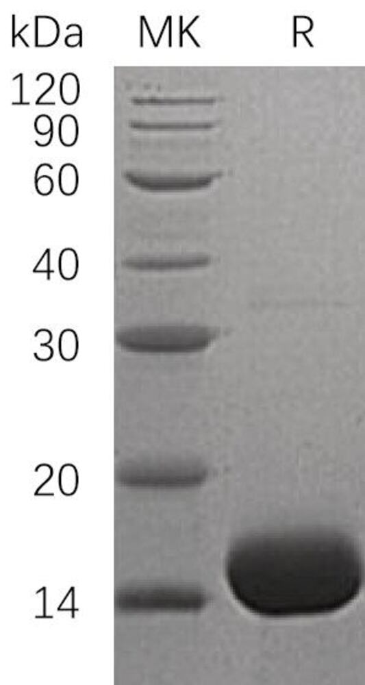Recombinant Human IL-3 Protein, 50 µg - Luminix Health