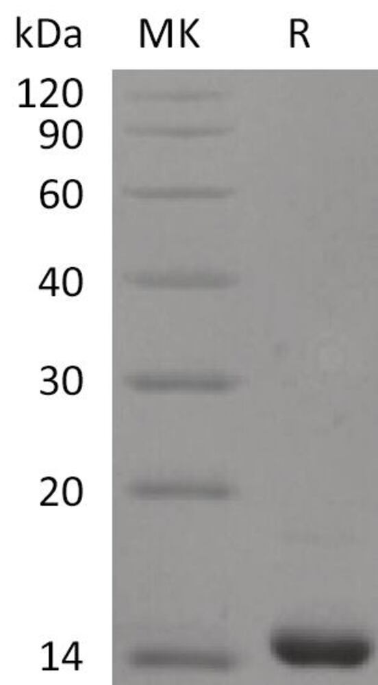 Recombinant Human FGF4 Protein, 50 µg - Luminix Health