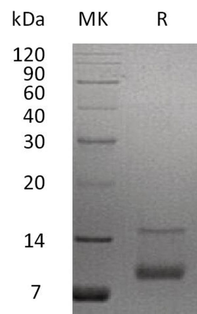 Recombinant Human IGF1 Protein, 50 µg - Luminix Health