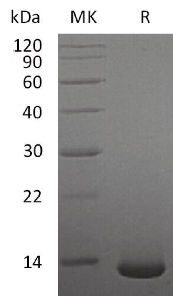Recombinant Human/Mouse/Rat BMP2 Protein, 50 µg - Luminix Health