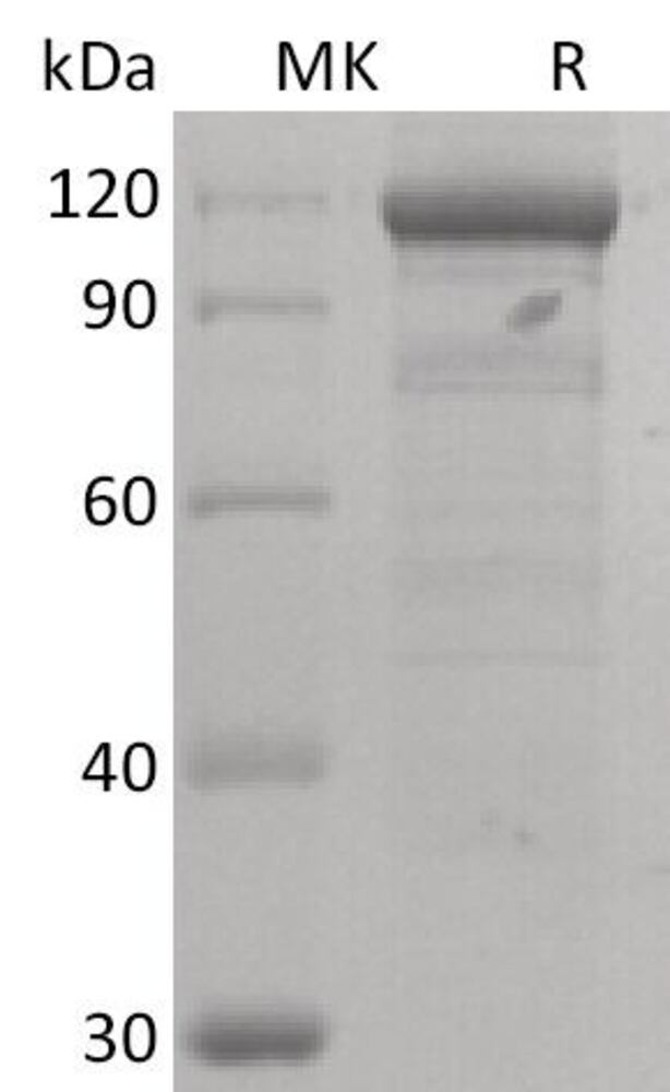 Recombinant Human Wnt3a Protein, 50 µg - Luminix Health