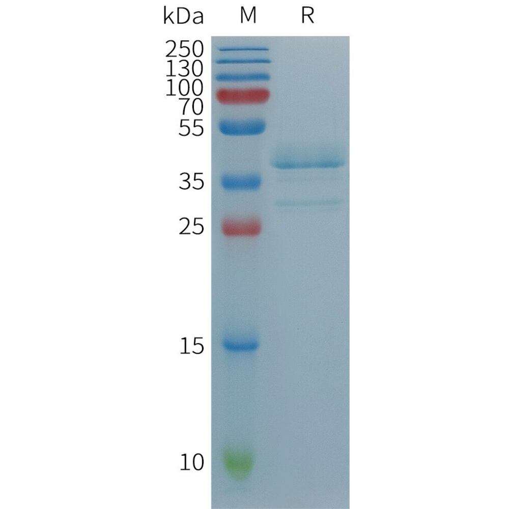 Recomb Human TGF alpha Prot (Fc Tag), 50 µg - Luminix Health