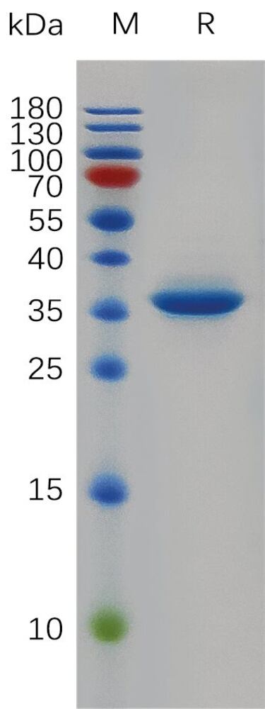 Recombinant Human EGF Protein (Fc Tag), 50 µg - Luminix Health