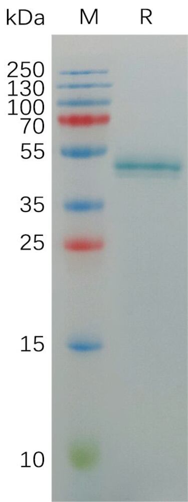 Recomb Human IL-17A Prot (Fc Tag), 50 µg - Luminix Health