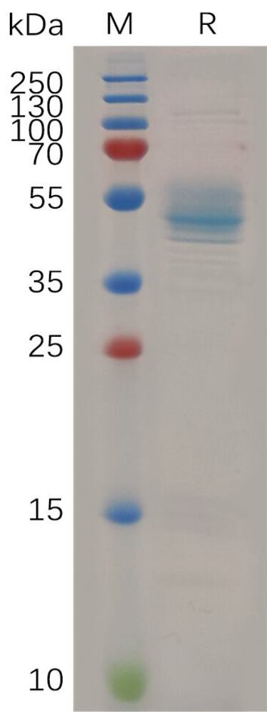 Recomb Human HBEGF/DTR Prot (Fc Tag), 50 µg - Luminix Health