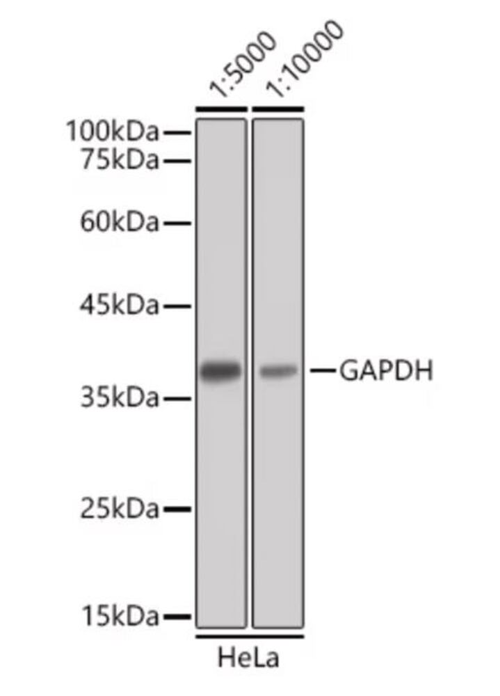 Goat Anti-Mouse IgG H&L Antibody (HRP), 100 µl
