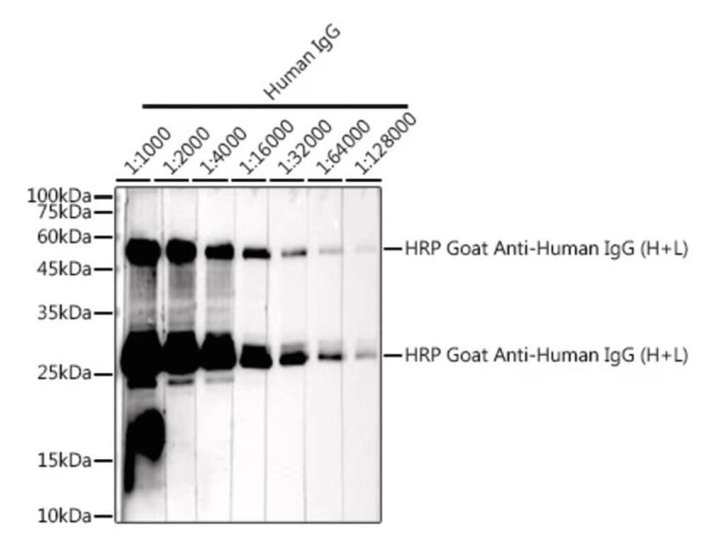 Goat Anti-Human IgG H&L Antibody (HRP), 100 µl
