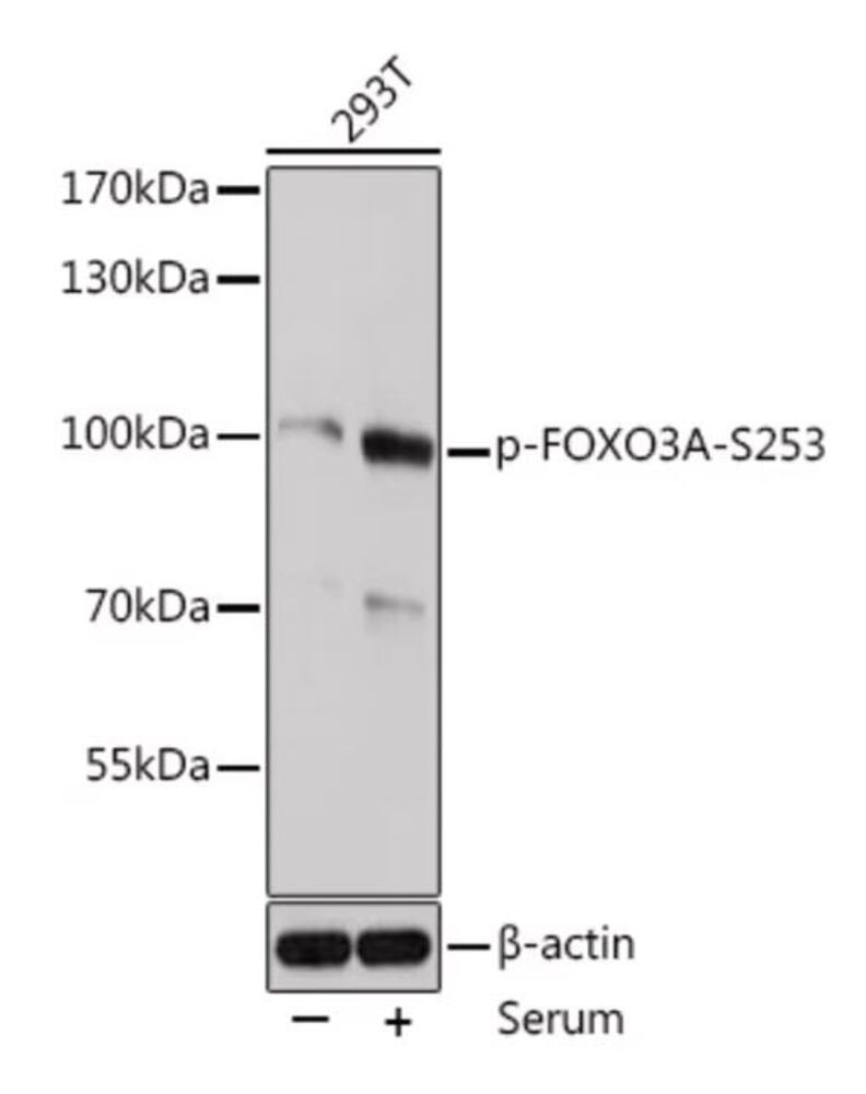 Rabbit Anti-Goat IgG H&L Antibody, (Cyanine 3), 100 µl