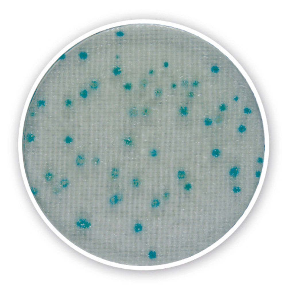 Compact Dry X-BC, sterile, for microbiology, 40 unit(s), blister - Luminix Health