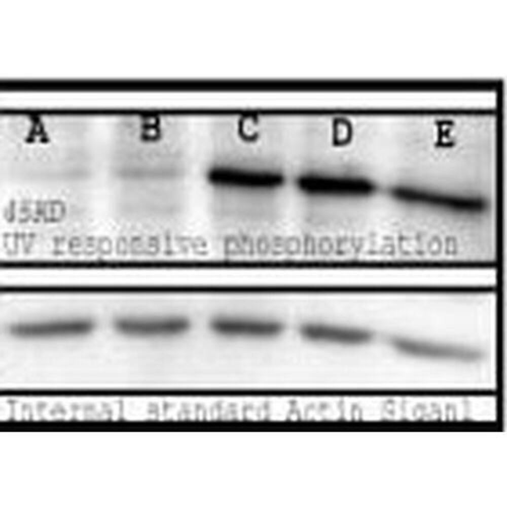 Anti-Phosphoserine Antibody