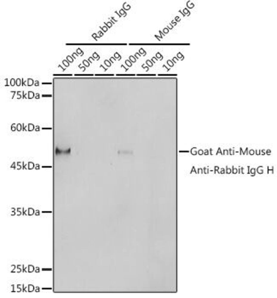 Goat Anti-Mouse/Rabbit IgG Antibody (HRP, Polymer), 100 µl