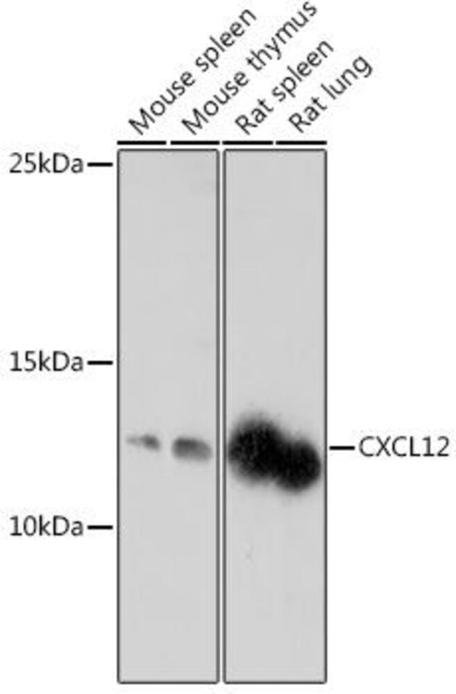 Anti-SDF1 Antibody, 100 µl