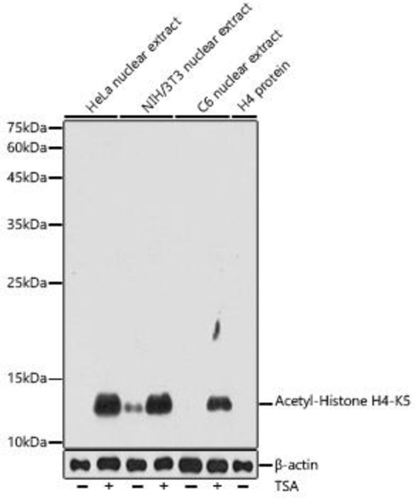 Anti-Histone H4 (acetyl Lys5) Antibody
