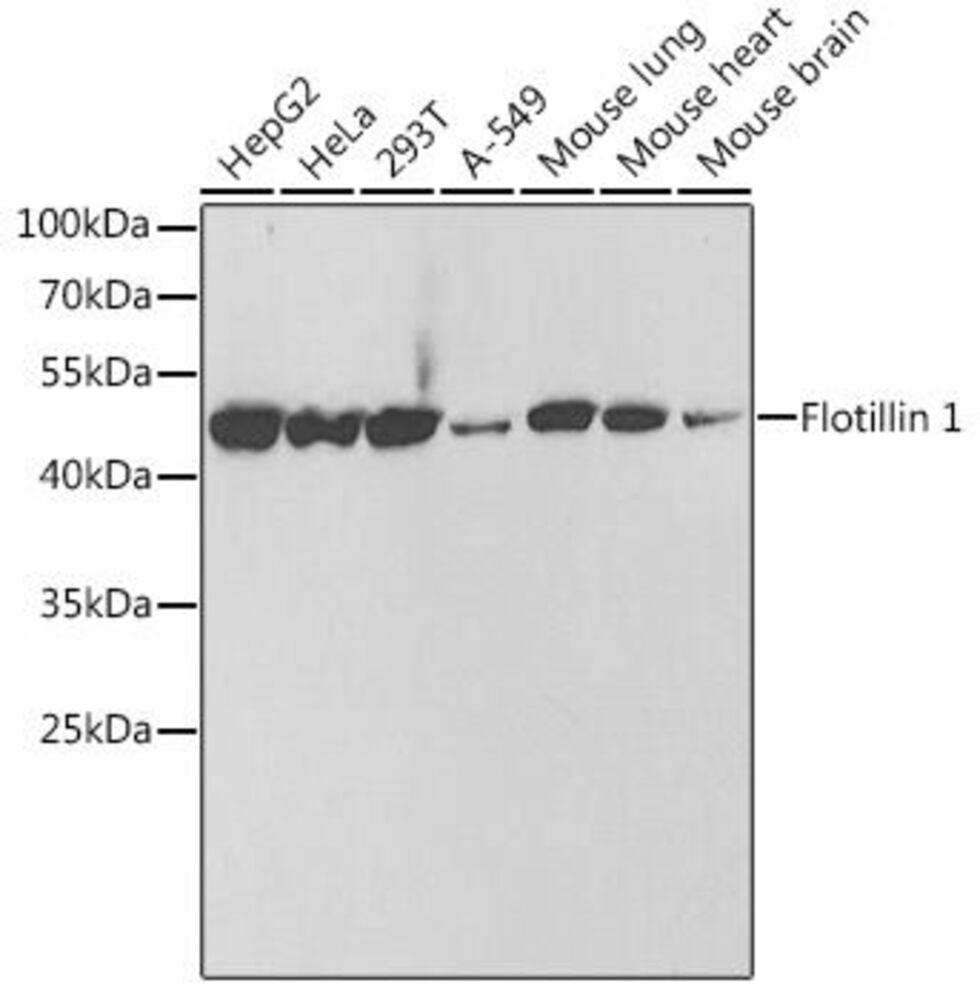 Anti-Flotillin 1 Antibody