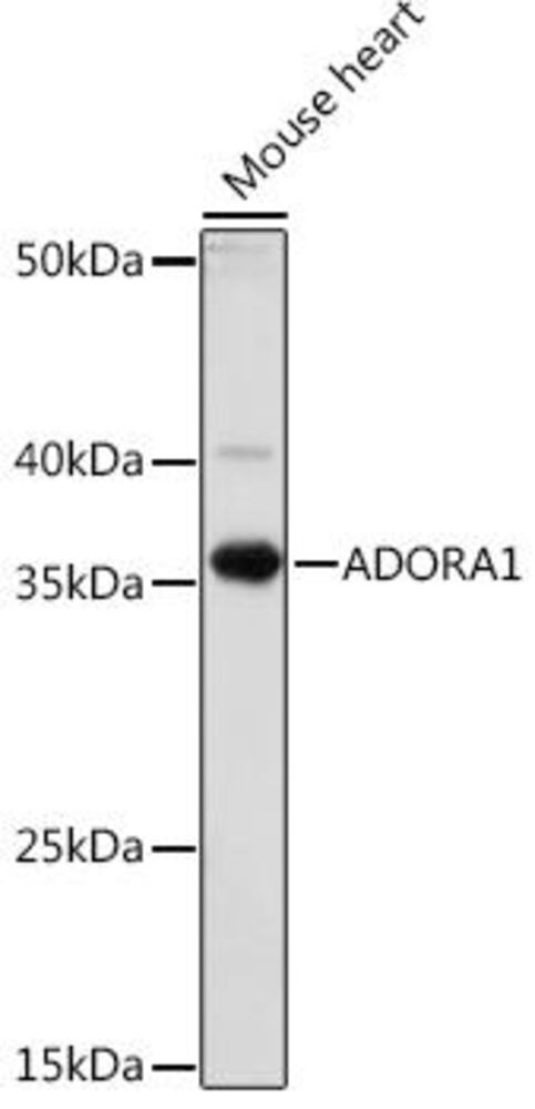 Anti-Adenosine A1 Receptor Antibody